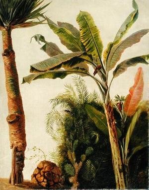 Frederic Edwin Church - Banana Tree, c.1865