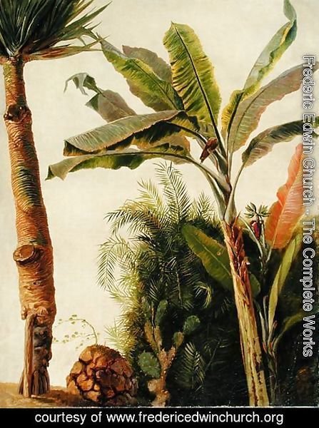 Frederic Edwin Church - Banana Tree, c.1865