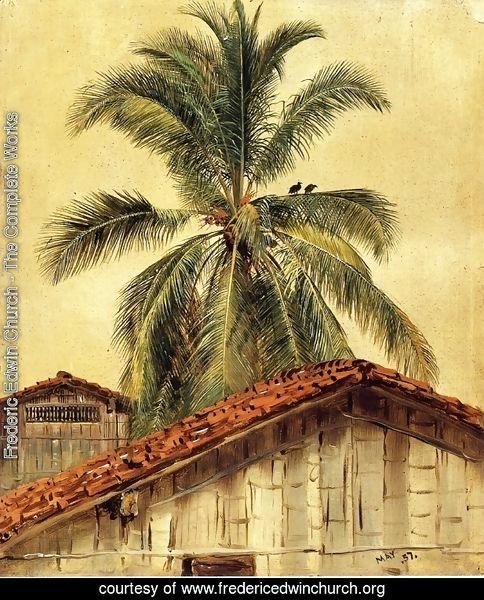 Palm Trees and Housetops, Ecuador
